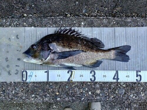 チヌの釣果