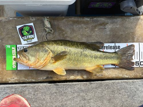 ブラックバスの釣果