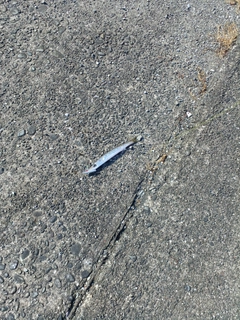 アカカマスの釣果