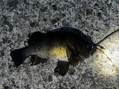 メバルの釣果