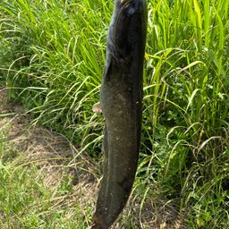 ナマズ