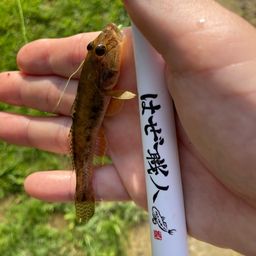ハゼ