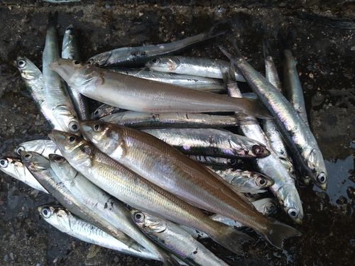 シロギスの釣果