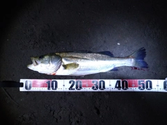 フッコ(マルスズキ)の釣果