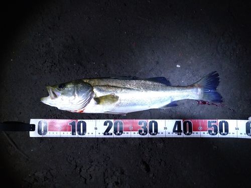 フッコ（マルスズキ）の釣果