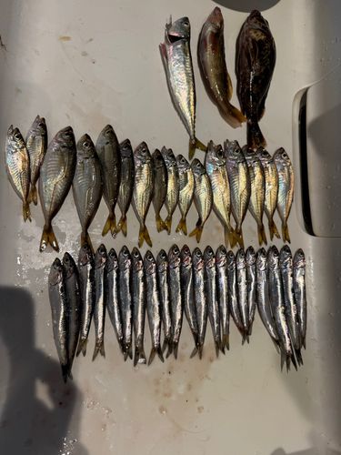 アジの釣果