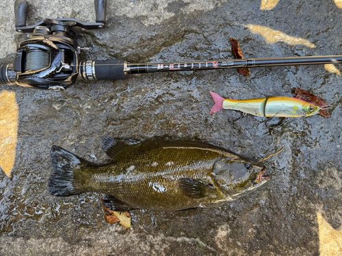 スモールマウスバスの釣果