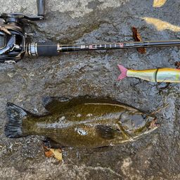 スモールマウスバス