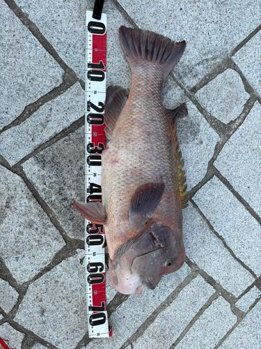 コブダイの釣果