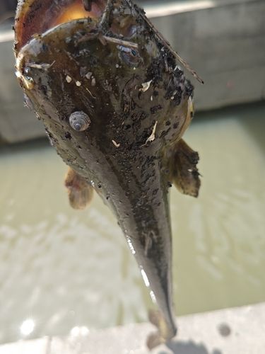 ナマズの釣果