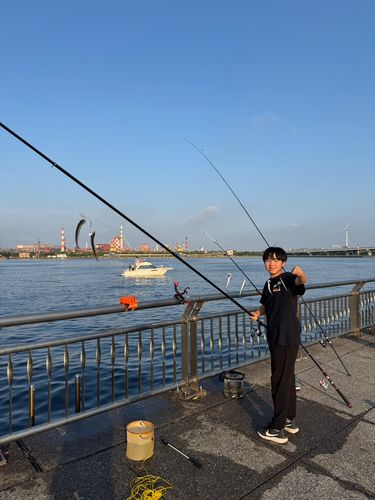 カタクチイワシの釣果