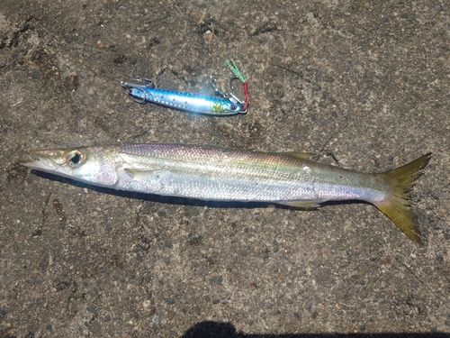 カマスの釣果