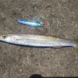 カマス