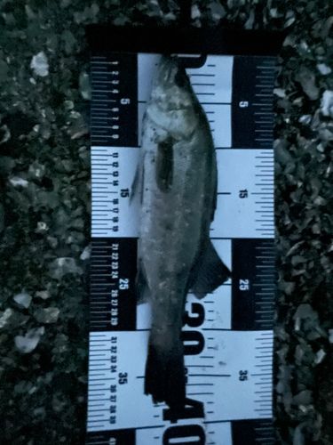 フッコ（マルスズキ）の釣果