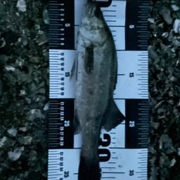 フッコ（マルスズキ）