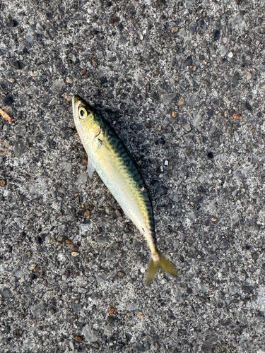 マサバの釣果