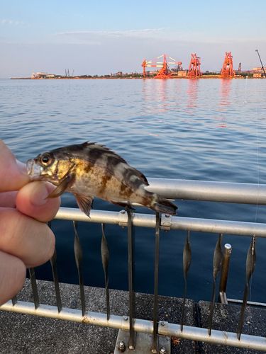 アオメバルの釣果