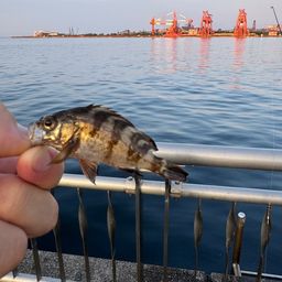 アオメバル
