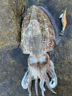 モンゴウイカの釣果
