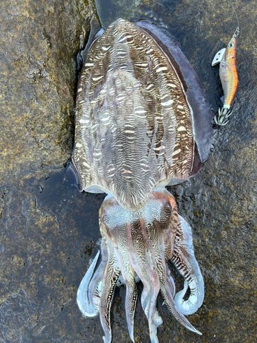 モンゴウイカの釣果