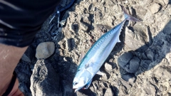 ソウダガツオの釣果