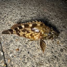 カサゴ