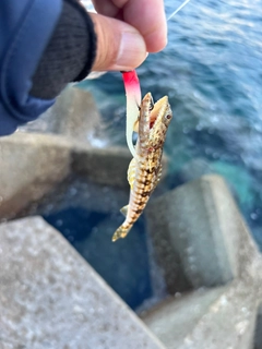 エソの釣果