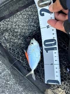 コバンヒイラギの釣果