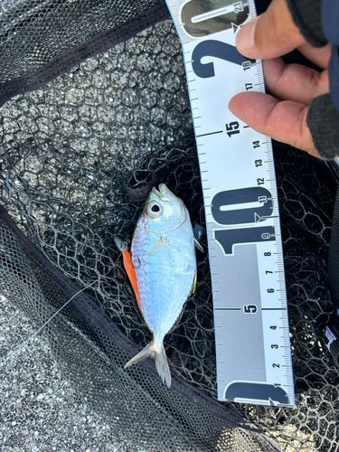 コバンヒイラギの釣果