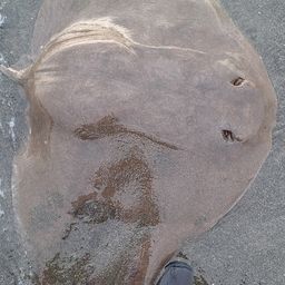 ツバクロエイ