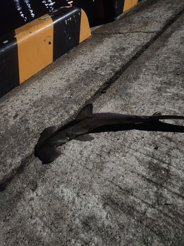 シュモクザメの釣果