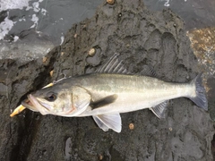 スズキの釣果