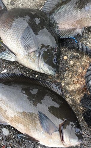 グレの釣果