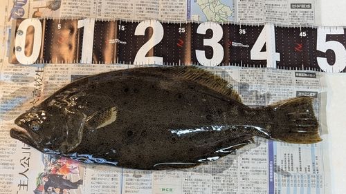 ヒラメの釣果