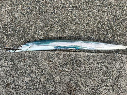 タチウオの釣果