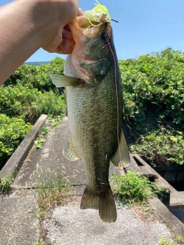ブラックバスの釣果