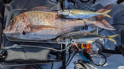 マダイの釣果