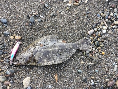 ヒラメの釣果