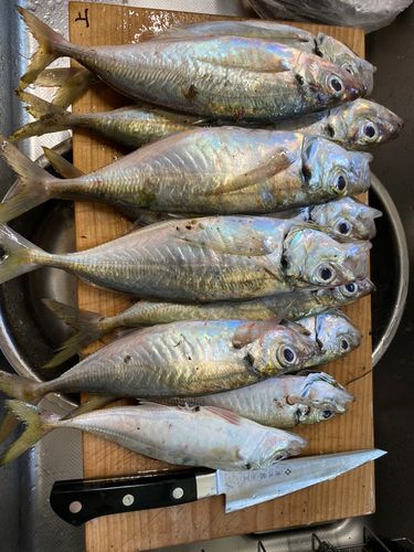 アジの釣果