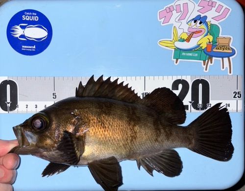 メバルの釣果