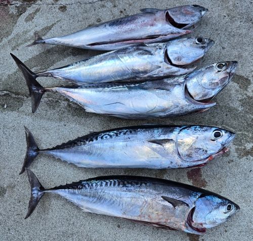 カツオの釣果