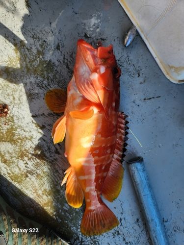 釣果