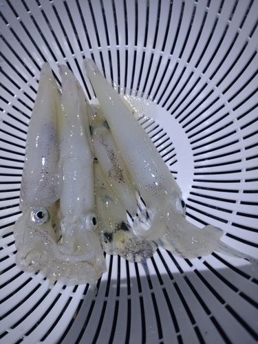ケンサキイカの釣果