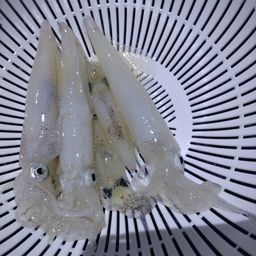 ケンサキイカ