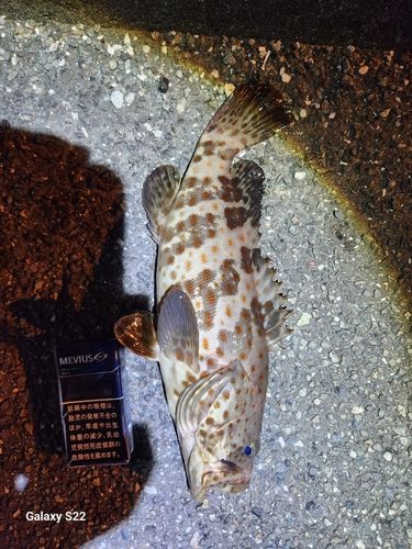 チャイロマルハタの釣果