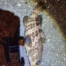 チャイロマルハタ