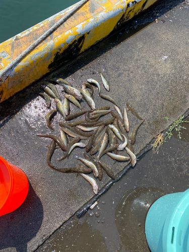 ハゼの釣果