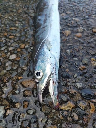 タチウオの釣果