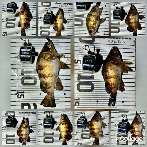 メバルの釣果