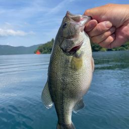 ラージマウスバス